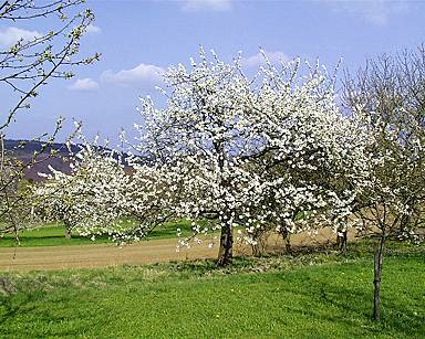 Fränkische Schweiz während der Kirschblüte  © Ferienhaus Gögerhaus
