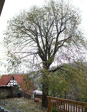 House lime in autumn (JPG, 52 kByte)
