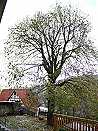 Holiday accommodation Goegerhaus in Egloffstein: House lime in autumn (5 kByte)
For large-scale sights click onto the image