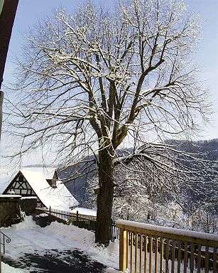 House lime in winter (JPG, 26 kByte)

