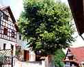 Holiday accommodation Goegerhaus in Egloffstein: Front yard with lime tree (JPG, 3 kByte)
For large-scale sight click on the image